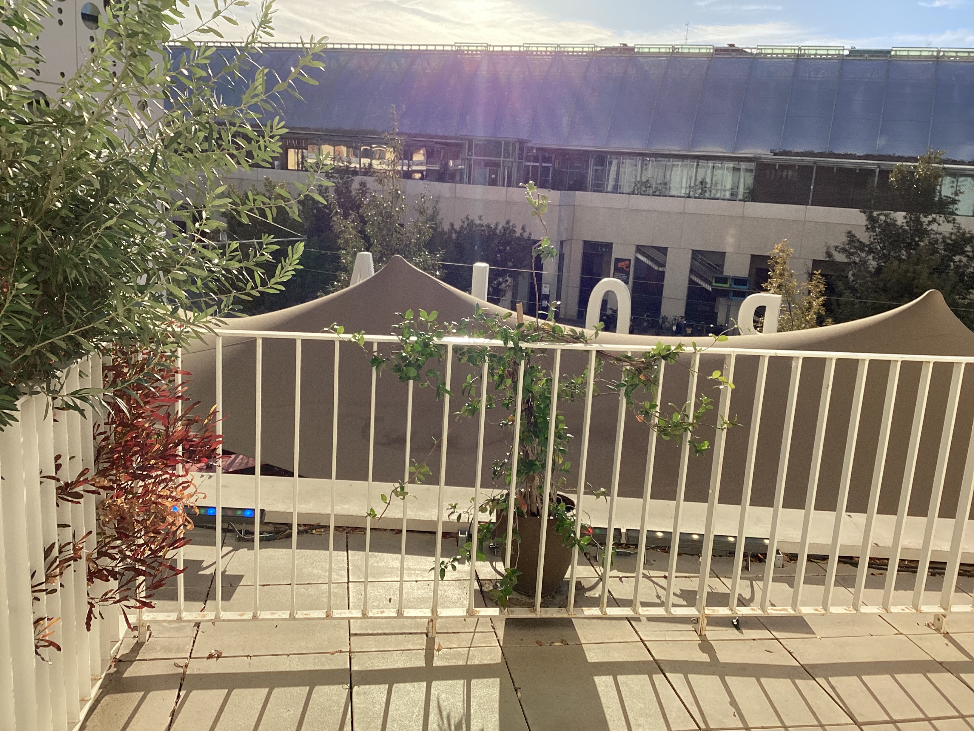 IMG_2395.jpeg
