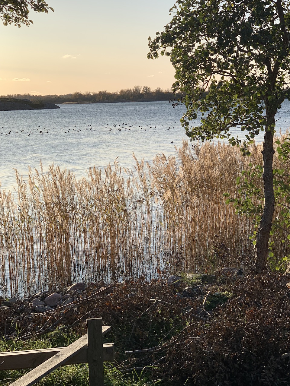 IMG_5271.jpeg