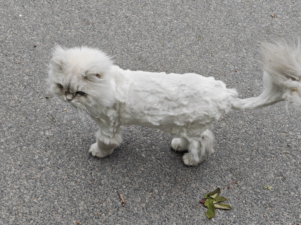 Katt (kopia).jpg