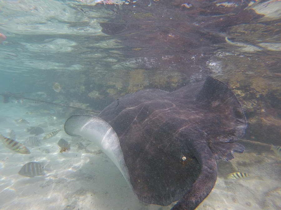 Lagoonarium 4.JPG