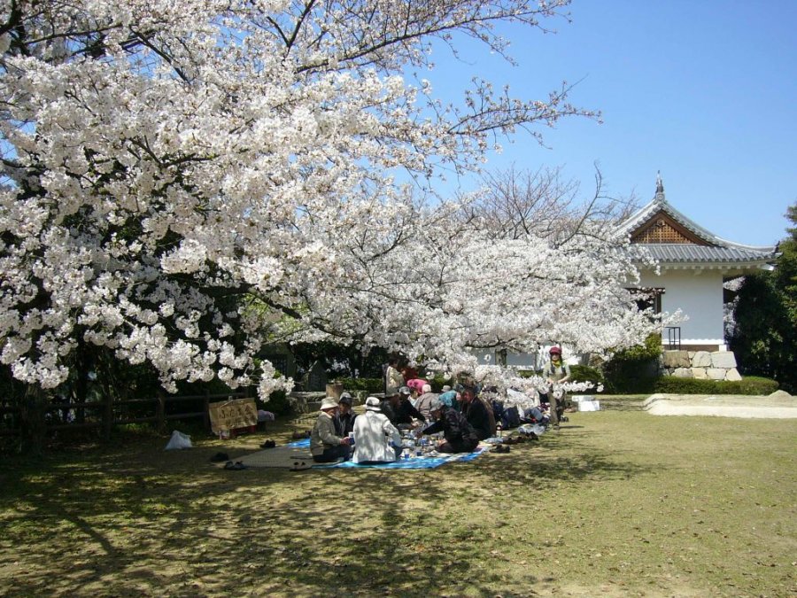 Sakura.JPG