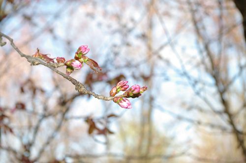 Screenshot20160316_02 Sakura.png.jpg