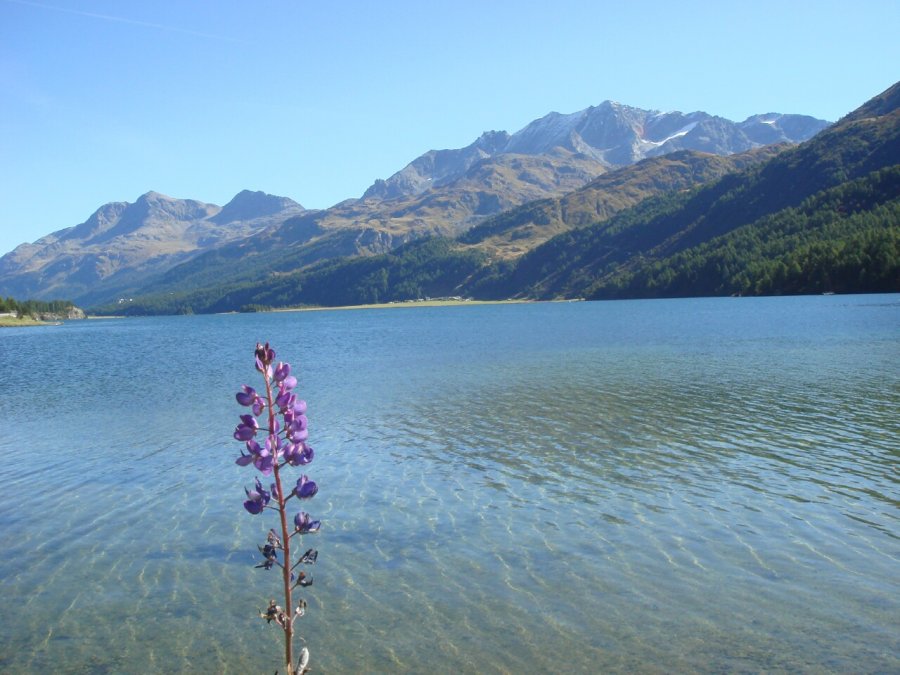 Silsersee.jpg