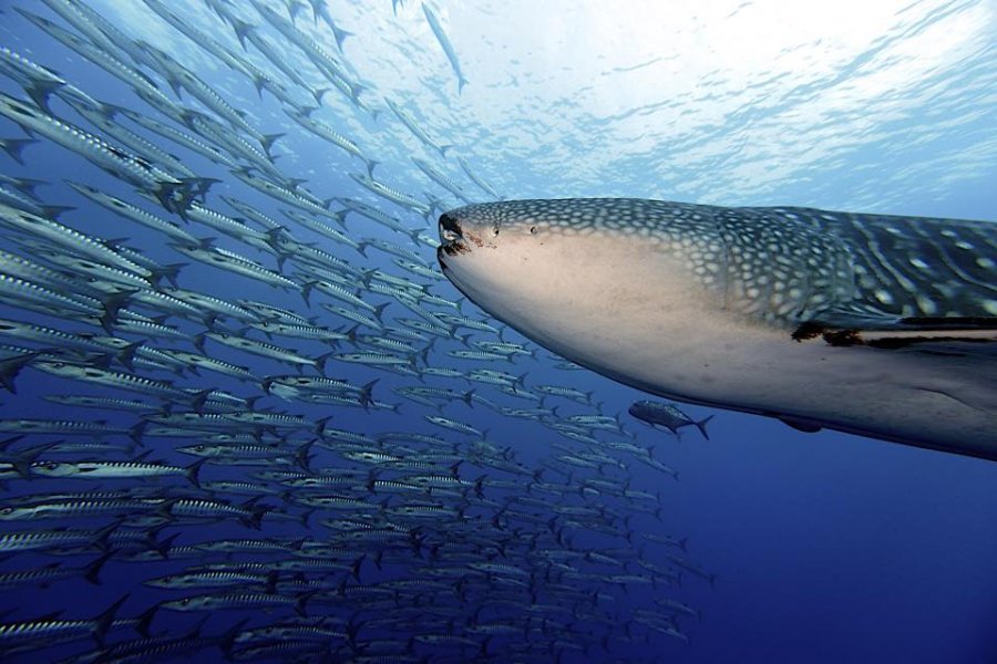 Tubbataha_2015.jpg