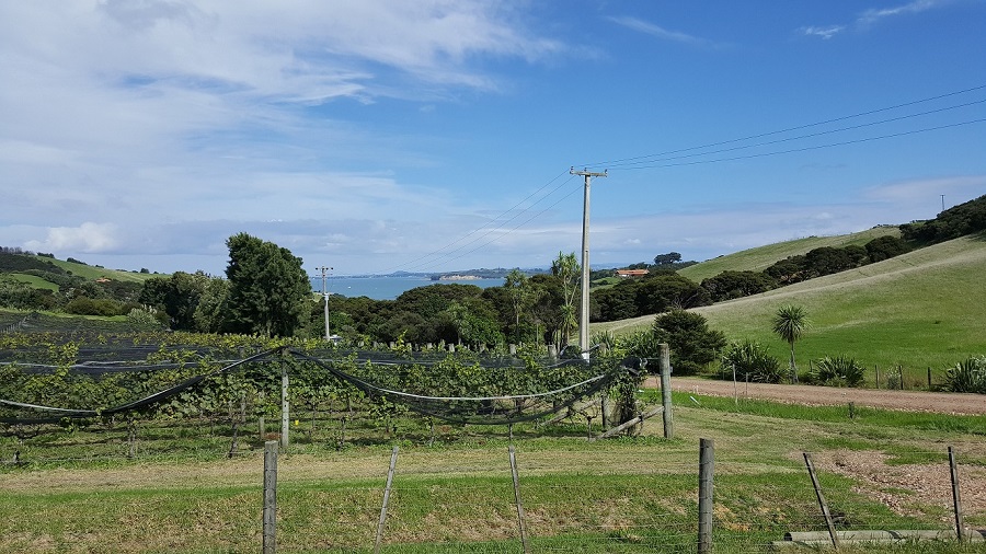 Waiheke 6.jpg