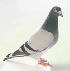 pigeon.jpg