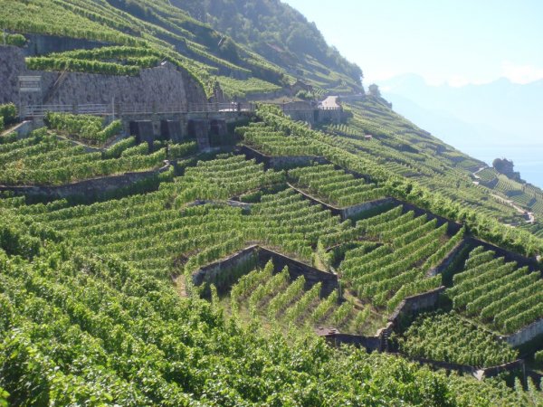 Lavaux5.jpg