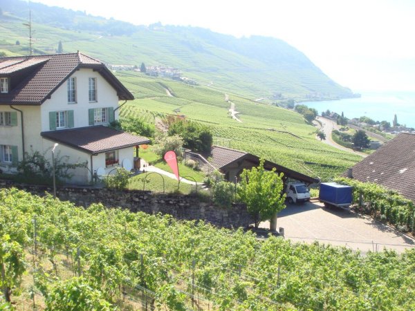 Lavaux6.jpg