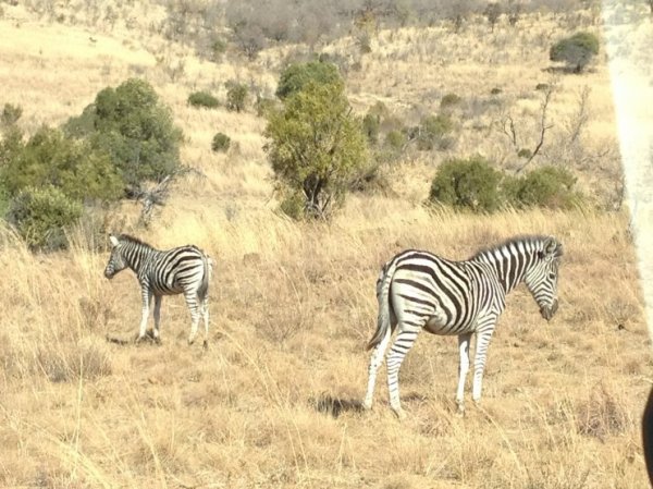 Sydafrika_LH 072.jpg Sydafrika_LH 072.jpg