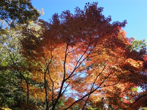 garden5.jpg