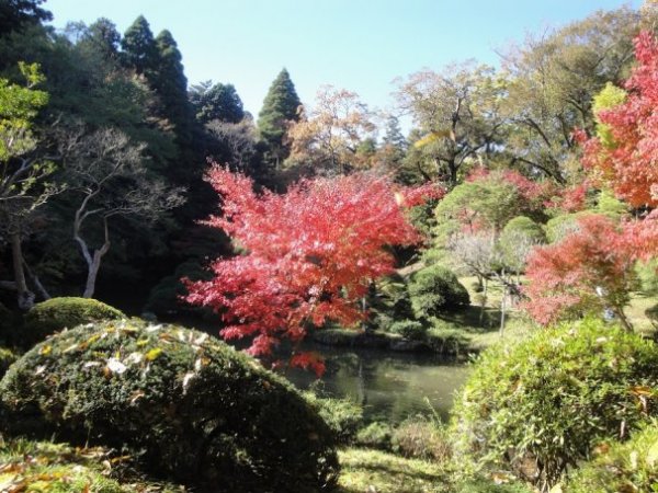 garden.jpg