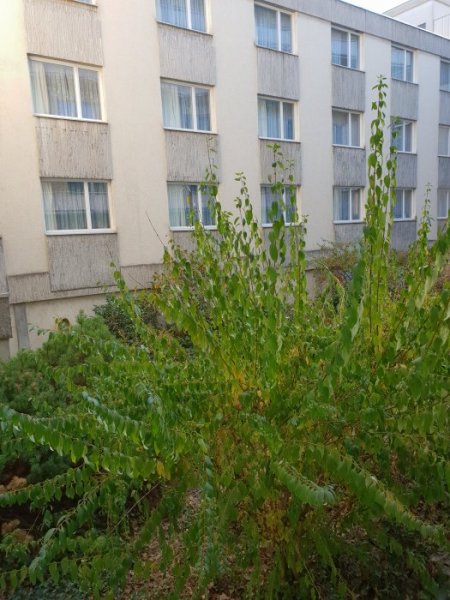 20181009_173514.jpg 20181009_173514.jpg