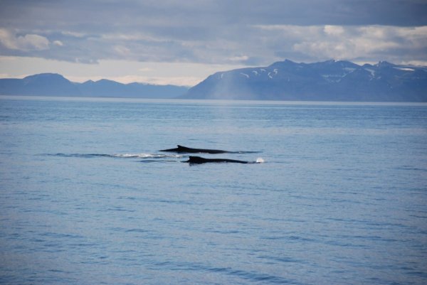 Svalbard 1.jpg Svalbard 1.jpg
