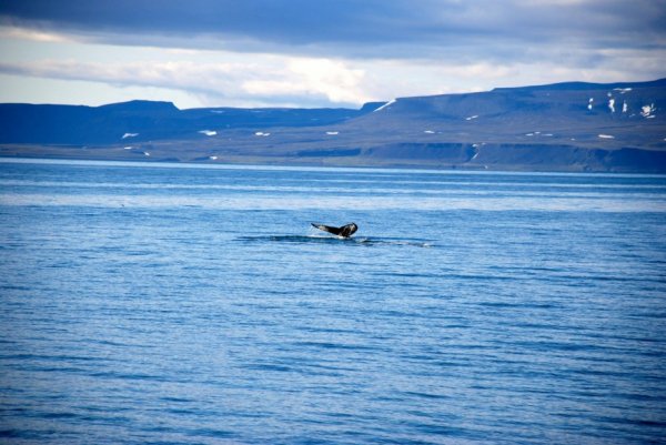 Svalbard 5.jpg Svalbard 5.jpg