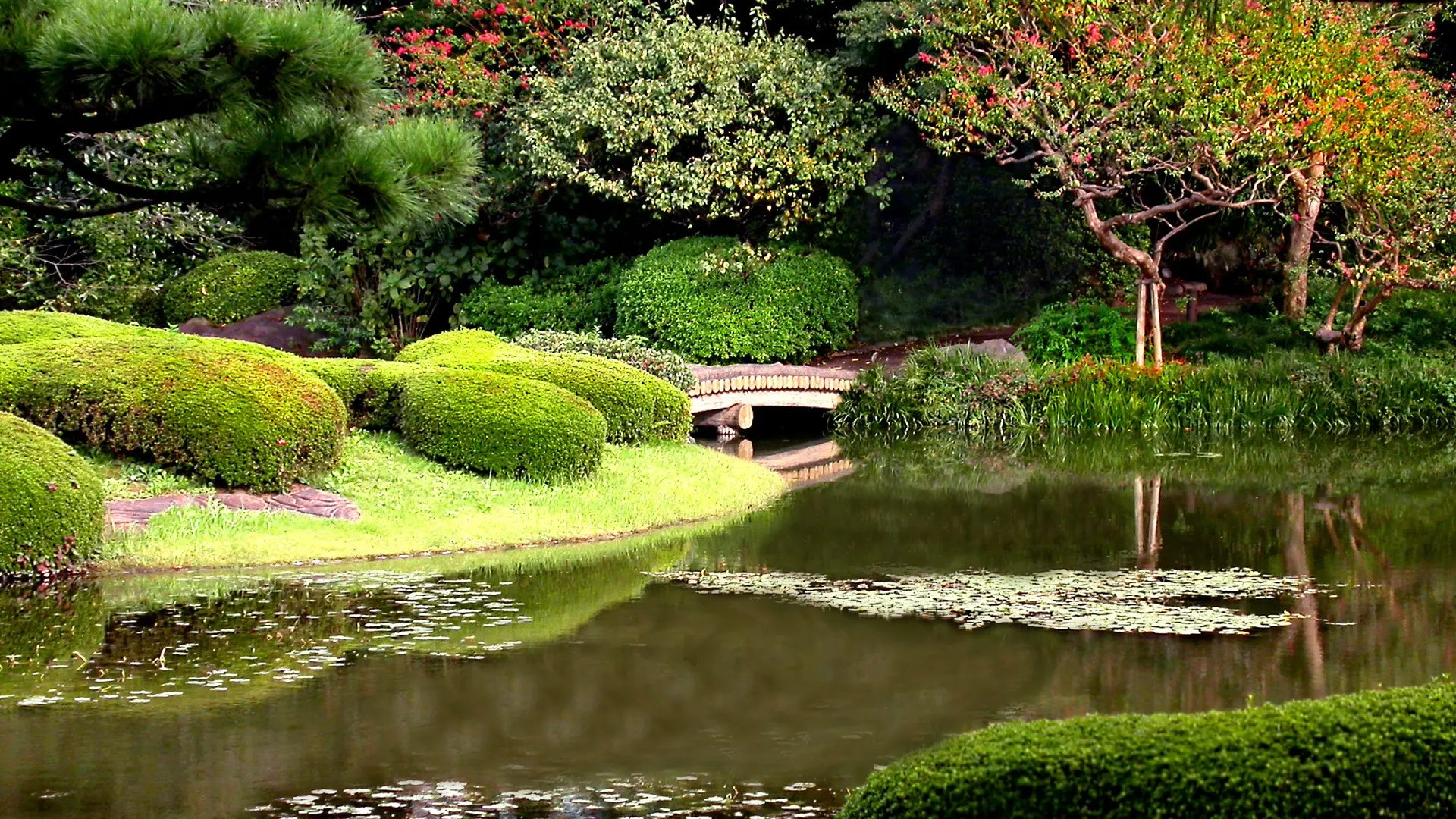 Different type of trees, lake, green forest and wooden bridge in The East Gardens of the Imperial Palace.