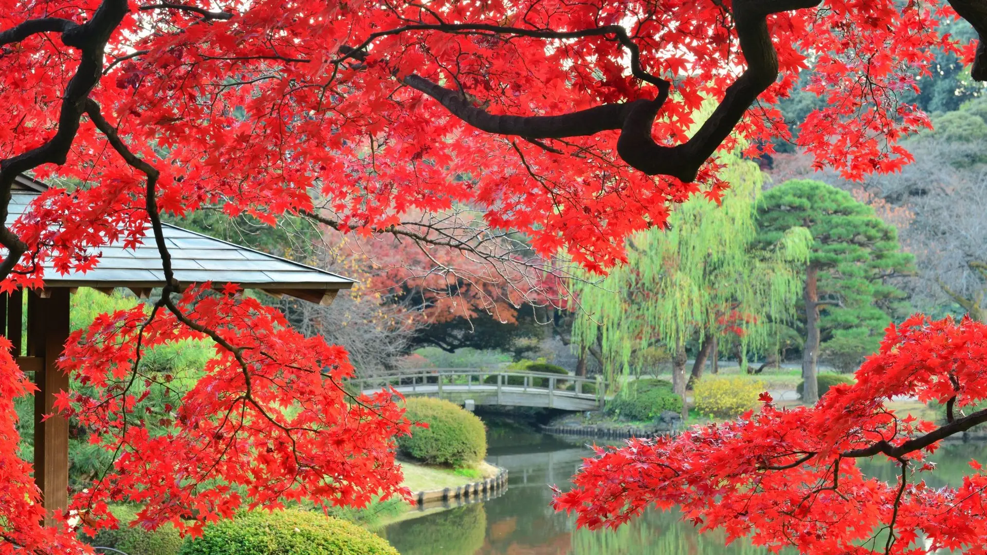 Red leafed tree further a lake and a wooden bridge at Shinjuku Gyoen.